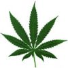 cannabis2101[1].jpg